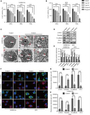 The Pseudomonas aeruginosa Secreted Protein PA3611 Promotes Bronchial Epithelial Cell Epithelial-Mesenchymal Transition via Integrin αvβ6-Mediated TGF-β1-Induced p38/NF-κB Pathway Activation